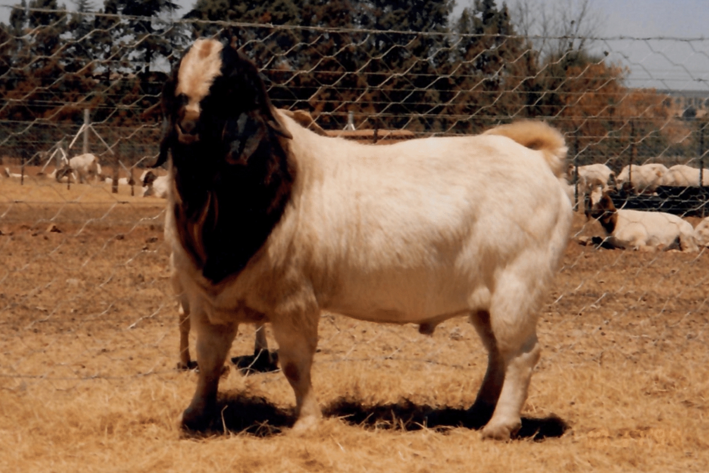 Boer Goats, South Africa, 1994